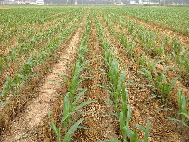 Tractor Traction Maize No-Till Fertilizing Planter