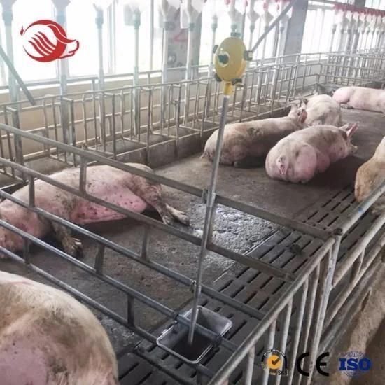 Pig Farm Designed Finishing Stall Fatten Crate