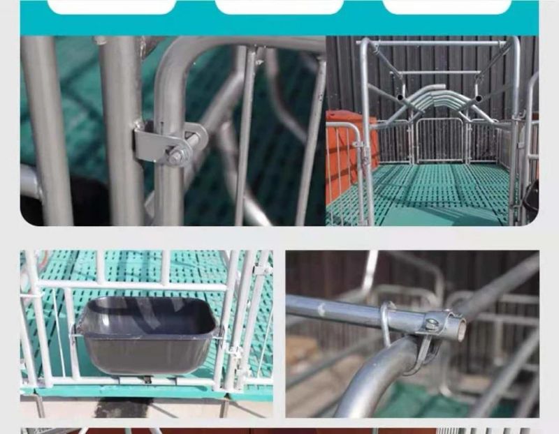 Lusite Factory Steel Pipes Used Pig Farrowing Crate for Sows Pig Farm Equipments