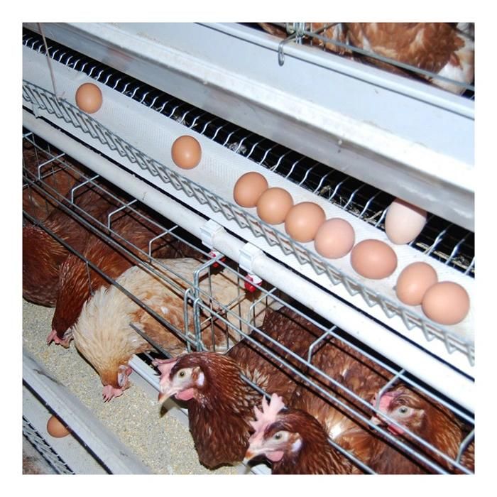 Automatic Design Battery Layer Chicken Cages Commercial Quail Layer Cage