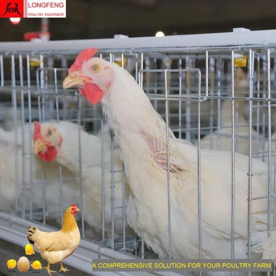 Longfeng 430cm2 or 450cm2 Comprehensive Solution for Poultry Farm Equipment with Factory ...