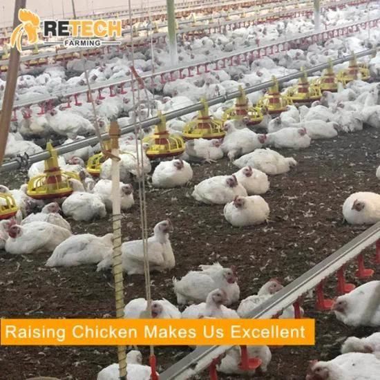 5000 broiler chickens floor raising system poultry house