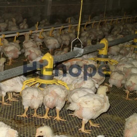 Automatic Modern Farm Poultry Equipment Complete Broiler Equipment for Sale