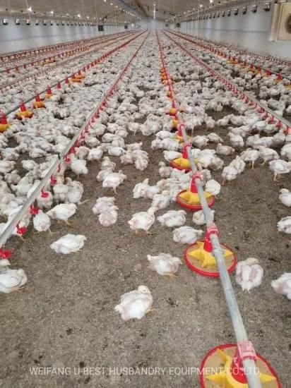 Low Cost Automatic Complete Chicken Farming Materials in India with Fast Delivery