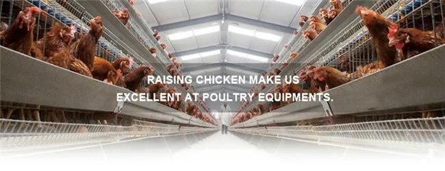 A Type High Quality Automatic Chicken Cage For Fowl