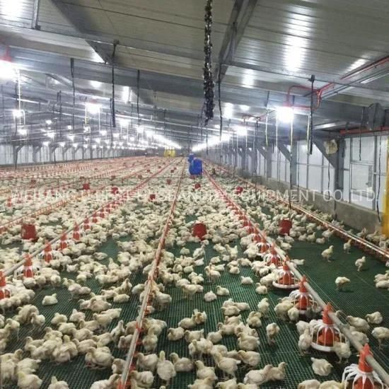 China Automatic Broiler Chicken Farm for Poultry Feeding