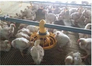 2021 Automatic Broiler Chicken and Breeder Pan Feeder