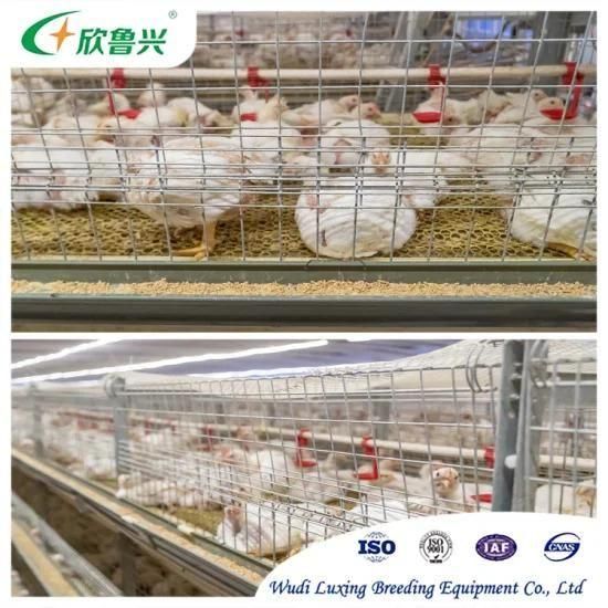 Factory Price Poultry Farm Equipment Automatic Feeding Line for Battery Chicken Cage ...