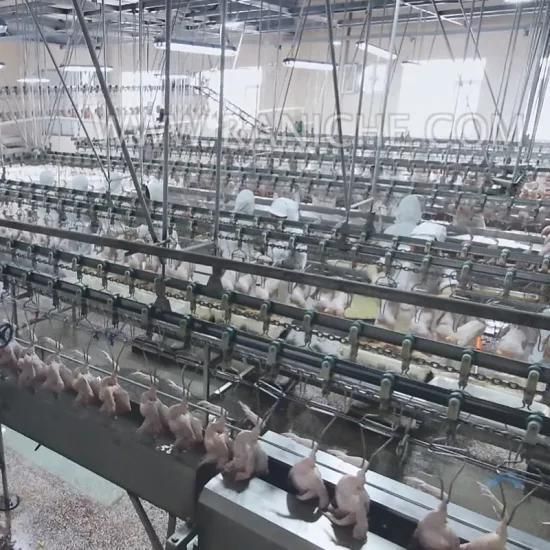 500-2000bph Equipment for Frozen Chicken Factory Plantation Slaughterhouse