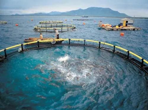 Knotlless Net Tackle Fishing and Farming HDPE Aquaculture Fish Cage