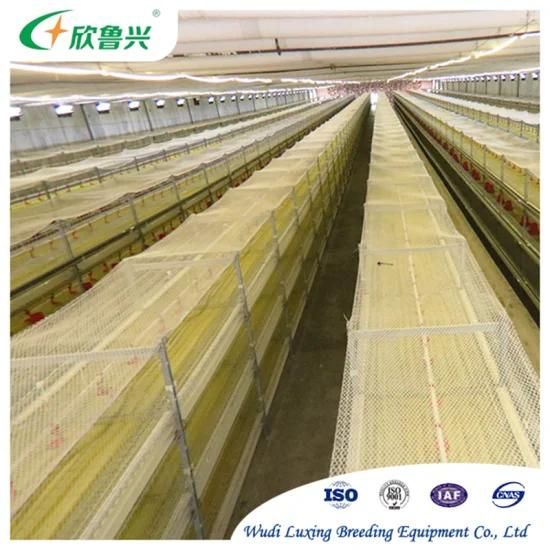 Automatic Rearing System Broiler H Type Hot DIP Galvanized Meat Battery Brooder Chicken ...
