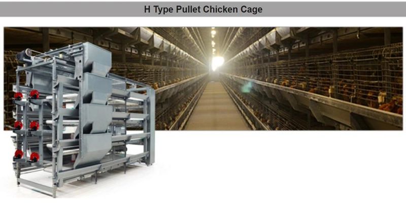 Automatic Livestock Machinery H Type Laying Hens Cages for Egg Collection