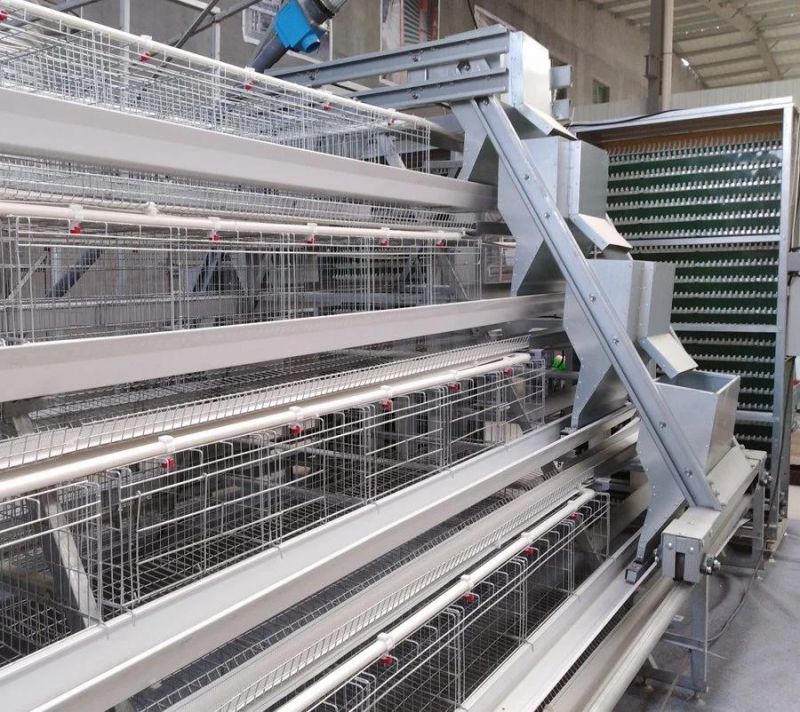 Automatic Feeding A Type Layer Cage