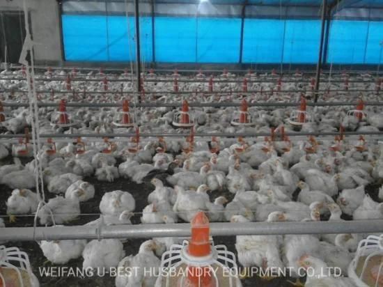 Modern Poultry Keeping Equipment for Broiler Chicken Farm in China