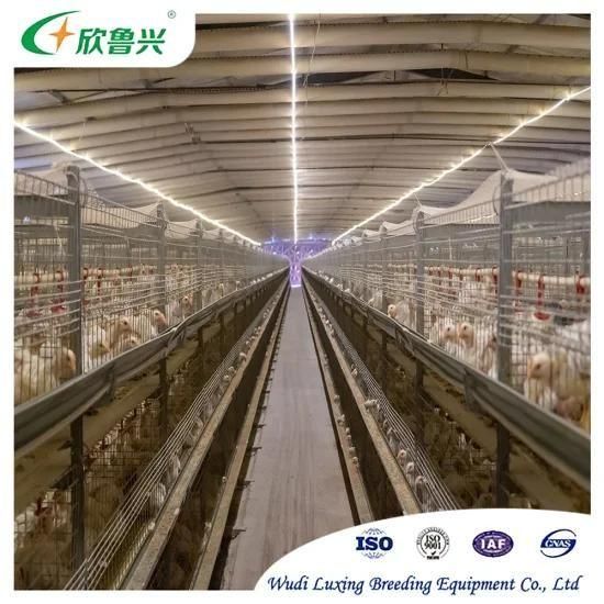 Automatic Battery Layer Chicken Poultry Cage Equipments