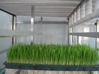 Animal Feed China Grass Barley Growing Seed Sprouting Machine
