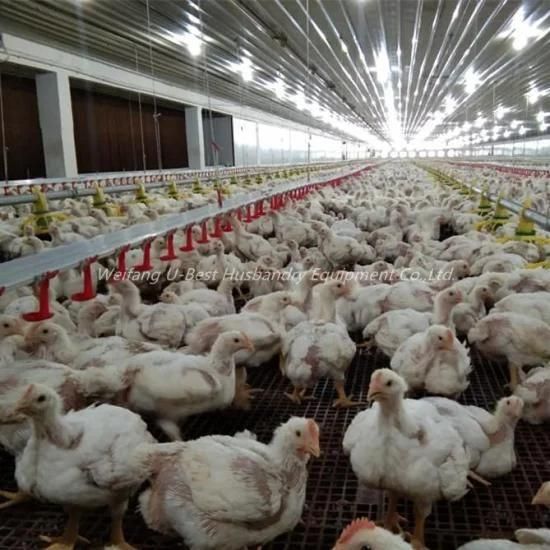 Automatic Broiler Farm Poultry Drinker Systems