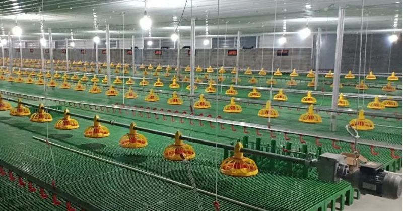 Imported Design Nipple Drinking Line for Broiler Chicken Farm