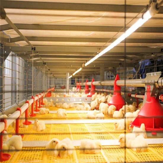 Prefab Light High Tech Full Automatic Factory Price Chicken Farm