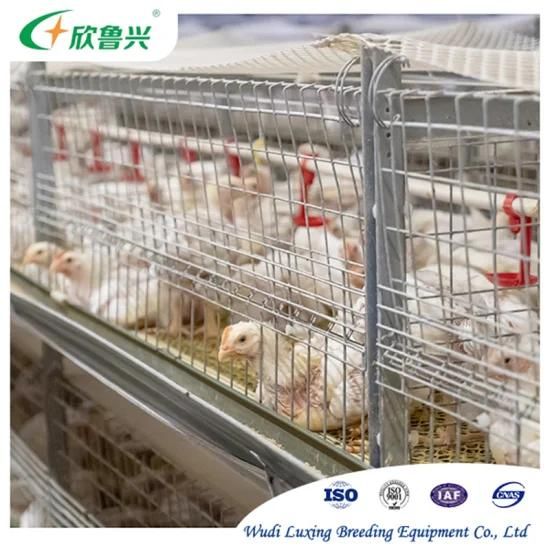 Broilers Cage System Automatic Chicken Poultry Farming 3 Tiers 4 Tiers H Type
