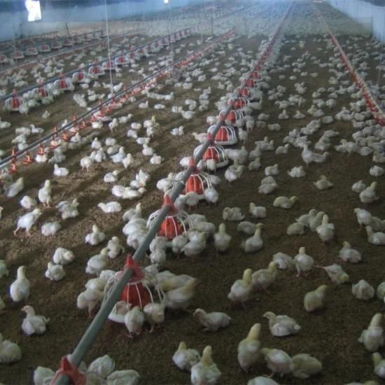 Prefabricate Automatic Poultry Farm Equipment for Chicken House/Broiler Shed/Breeder ...