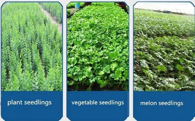 Advanced 2 Rows Red Pepper, Onion, Water Melon Seedlings Transplanter, Agricultural Machine