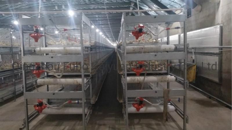 Automated Battery Cage System for Broiler/Chicken Layer/Egg Chicken