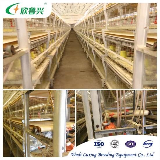 Automatic Poultry Battery Hot DIP Galvanized Types Broiler Chicken Cage for Farm