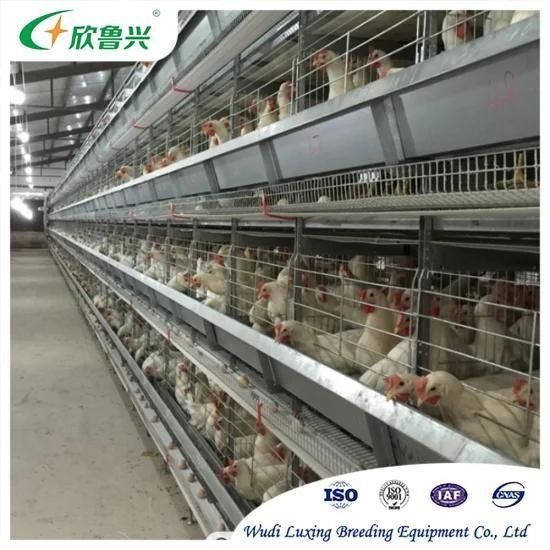Chicken Feeder Automatic Broiler Feeding System Poultry Feed Line for Battery Farm