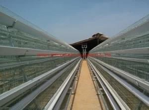 Automatic Poultry House Equipment with Higher Quality and Lower Price