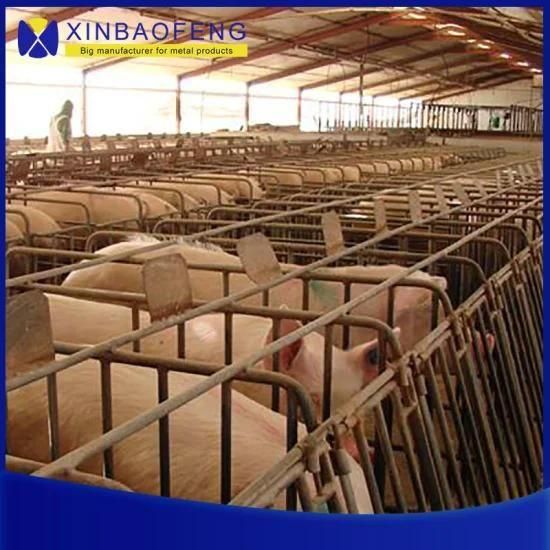 Galvanized Steel Pipe Pig Farming Equipment Farrowing Crate for Sale