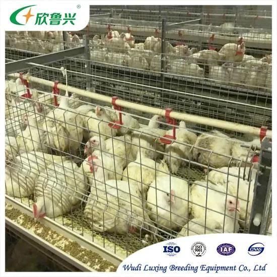 H Type Modern Design Broiler Poultry Farm Automatic Chicken Broilers Cage System
