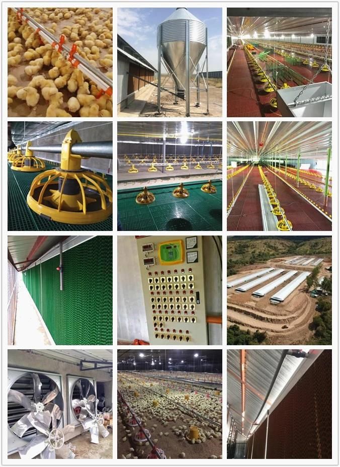 Complete Full Automatic Chicken Poultry Shed Farming Equipment Feeding Line System