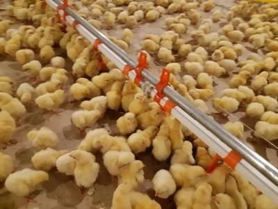 Automatic Poultry Nipple Drinkers, Chicken Nipple Drinkers, Poultry Farm Equipment ...