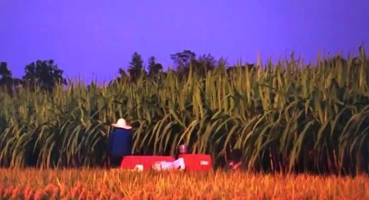 High Efficiency Paddy Rice & Wheat Combine Harvesting Machine, Farm Machine
