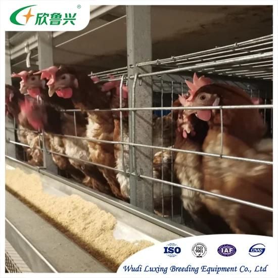 Battery Cages Galvanized Steel Trough Breeding Cage Automatic Poultry Feeder for Broiler ...