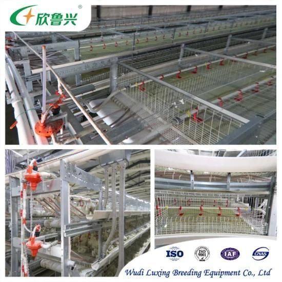Automatic Poultry Breeding Equipments H Type Chicken Battery Cages for Laying Hens