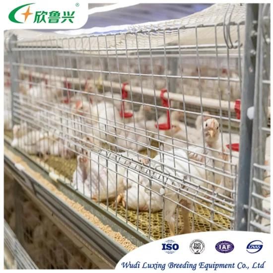 3 Tiers H Type Animal Feeder Chicken Farm Broiler Poultry Cages for Sale