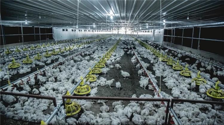 Livestock Farming Poultry Equipment Supplier