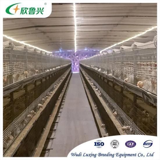 a Frame Cost-Efficient Poultry Raising Chicken Cage for Battery Farming