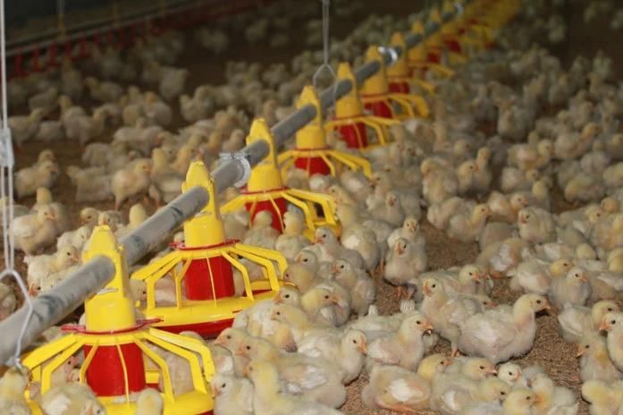 High Quality Chicken/Broiler Feeding Pan of Poultry Farm