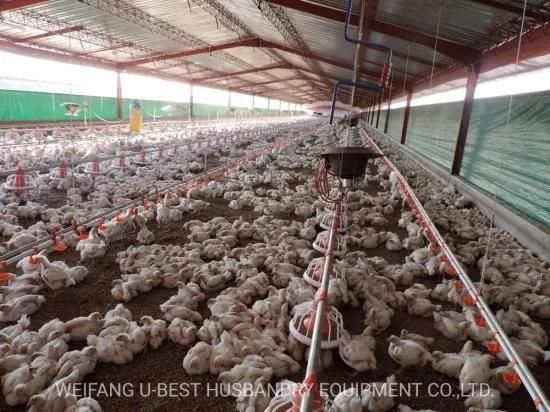 Architectural Design Poultry Farm for Broiler Chicken Poultry House