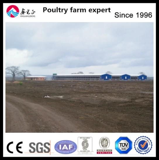 Hot Sale Professional Design Save Breeding Cost Chicken Cages for Chicken Farm
