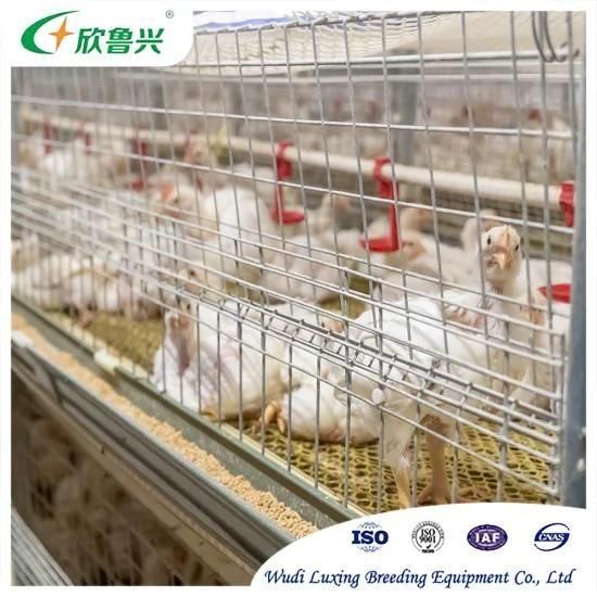 Automatic Poultry Farm Equipment Battery Farming Broiler Cage for Large Chicken Coop Shed