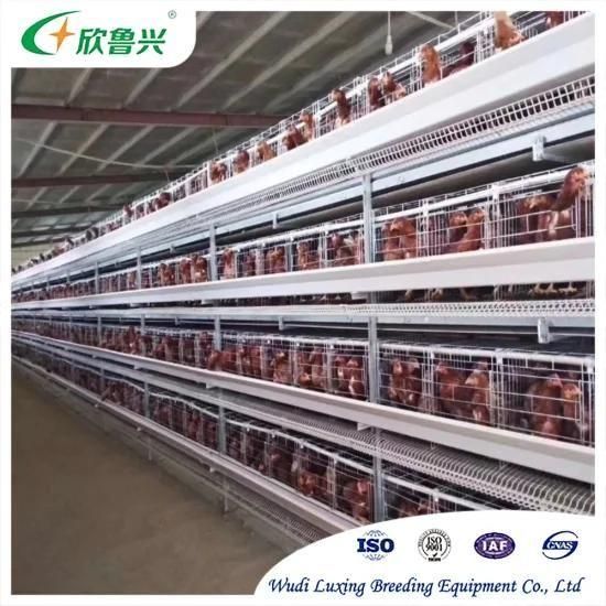 Arge-Scale Livestock Equipment H Type Automatic Layer Chicken Cage Egg Poultry Farm ...