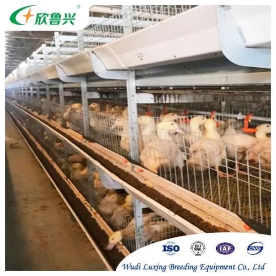 Broiler Farming Equipment Day Old Chicks Broiler Battery Cages for Sale