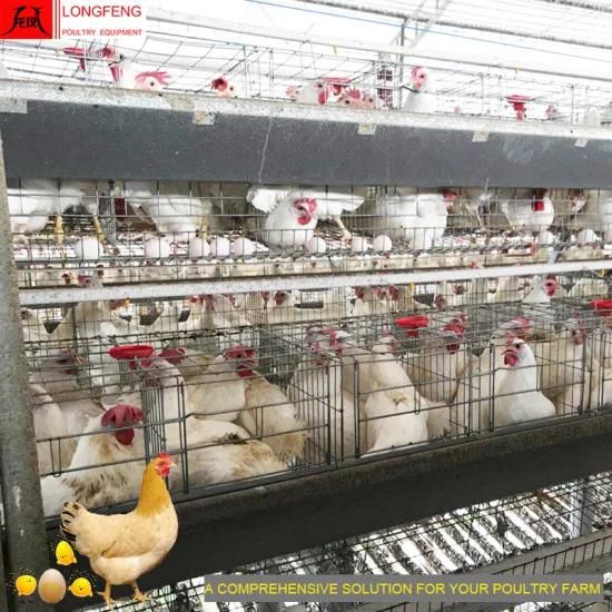 Longfeng Good Price Manure Belt Removing Poultry Equipment for a Type of Layer Cage
