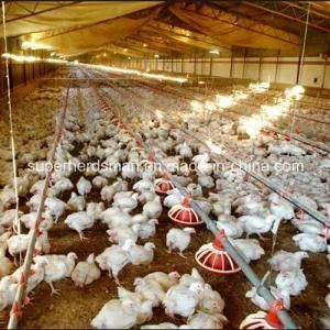 Automatic Poultry Equipment Feeders and Drinkers for Chicken House