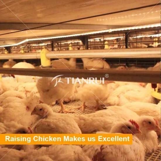 Made in China hot sale poultry equipment for broiler farm