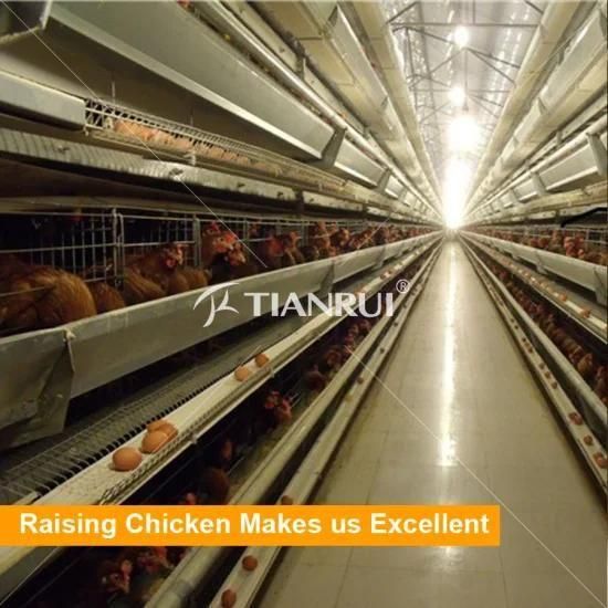 Poultry Farm house for automatic layer chicken cage